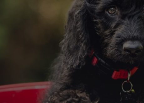 Pet Relocation and Transport